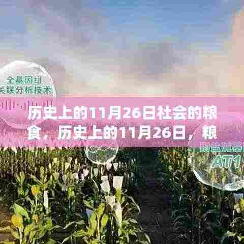 历史上的11月26日,粮食与社会脉络的交织发展