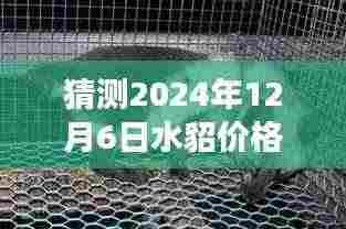 水貂价格预测之旅,温馨小故事揭秘2024年最新行情猜想