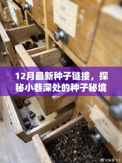 12月最新种子链接,探秘小巷深处的种子秘境,12月最新种子链接的独特风情