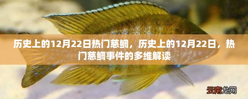 历史上的12月22日,慈鲷事件的多维解读与热门事件回顾