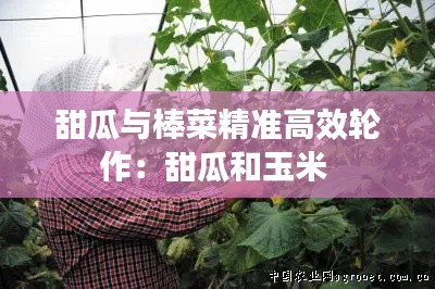 甜瓜与棒菜精准高效轮作:甜瓜和玉米