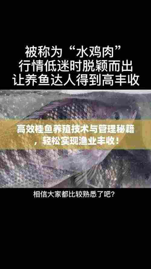 高效桂鱼养殖技术与管理秘籍,轻松实现渔业丰收!
