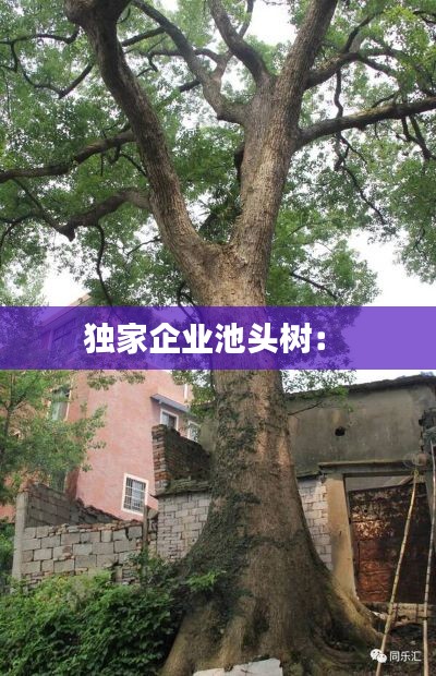 独家企业池头树:
