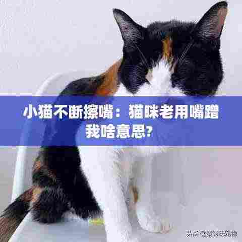 小猫不断擦嘴：猫咪老用嘴蹭我啥意思? 