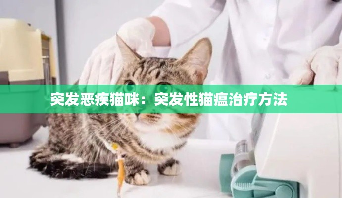 突发恶疾猫咪:突发性猫瘟治疗方法