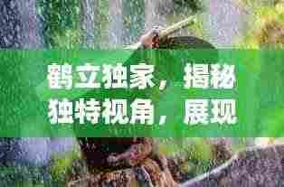 鹤立独家,揭秘独特视角,展现非凡价值探索