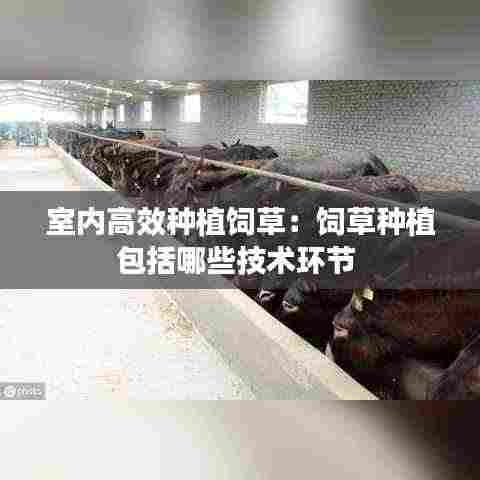 室内高效种植饲草:饲草种植包括哪些技术环节