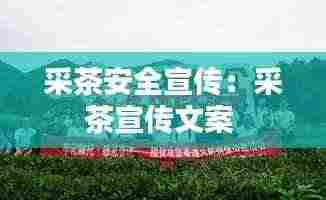 采茶安全宣传:采茶宣传文案