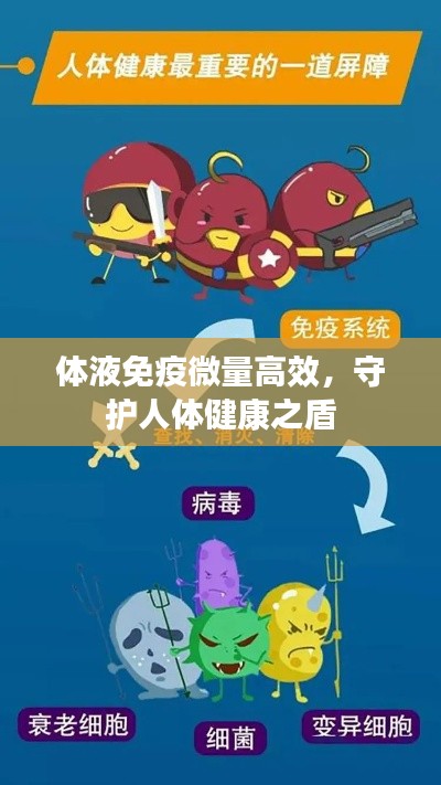 体液免疫微量高效,守护人体健康之盾