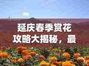延庆春季赏花攻略大揭秘，最新全攻略，让你一睹花海美景