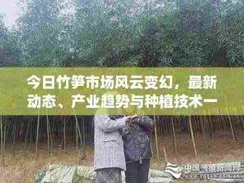 今日竹笋市场风云变幻,最新动态、产业趋势与种植技术一网打尽