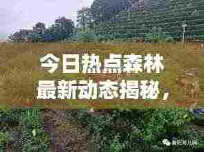 今日热点森林最新动态揭秘，探索自然奥秘的实时报道视频！