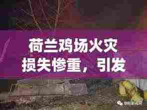 荷兰鸡场火灾损失惨重,引发社会关注热议