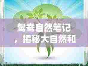 鸳鸯自然笔记,揭秘大自然和谐之美的奥秘