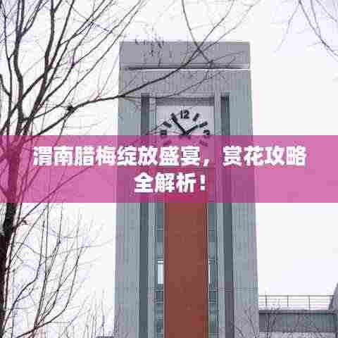 渭南腊梅绽放盛宴,赏花攻略全解析!