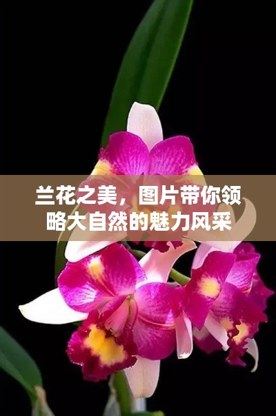 兰花之美，图片带你领略大自然的魅力风采